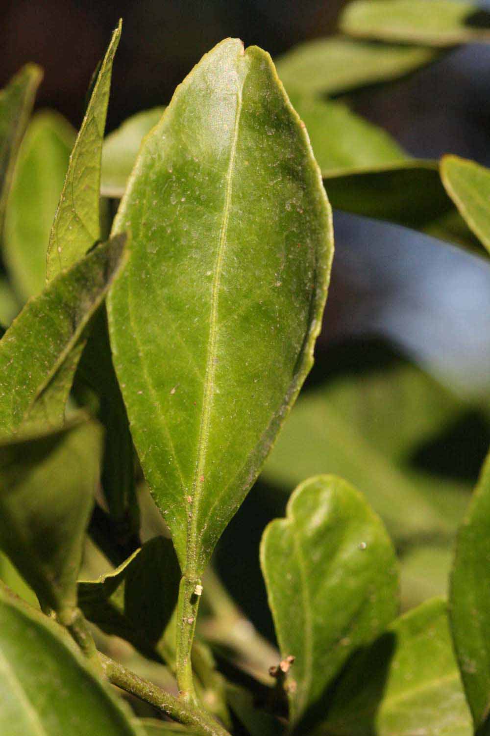            Unifoliolate leaf (Riverside, CA)   
